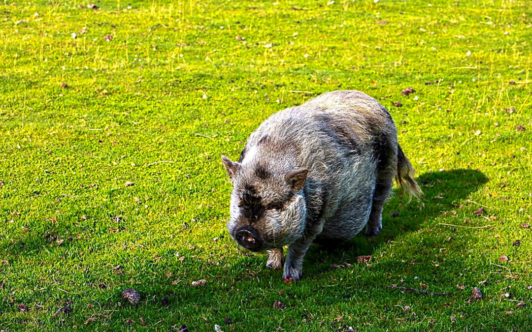 Stellplatz Hampen